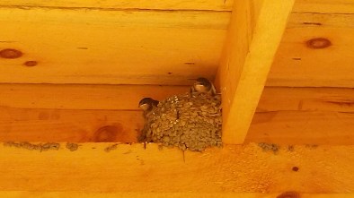 Barn swallows
