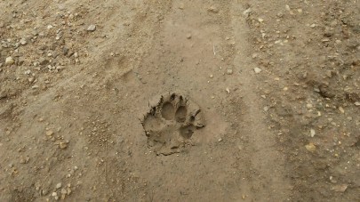 Paw print