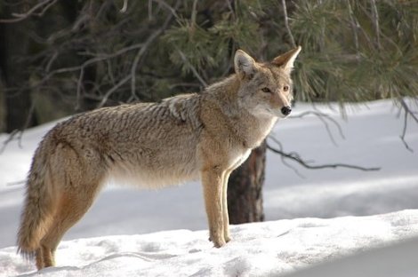 Coyote