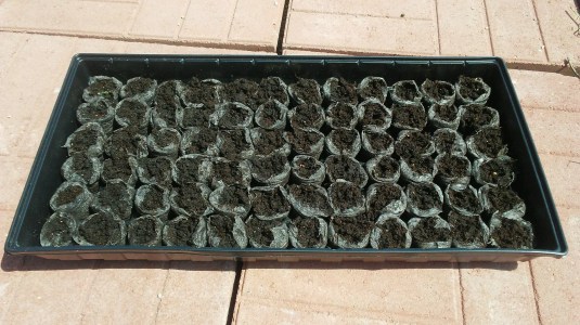 Seedlings