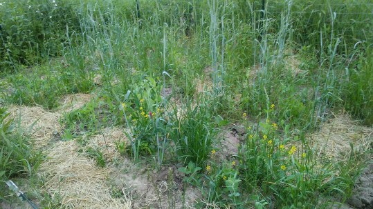 Cover crop