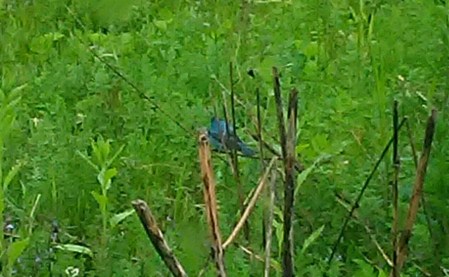 Indigo bunting