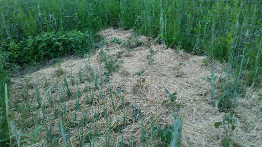 Tomatoes and strawberries