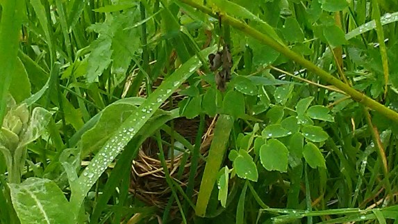 Red winged blackbird nest