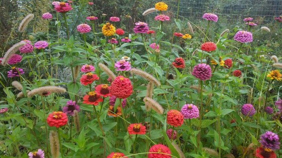 Zinnias this year