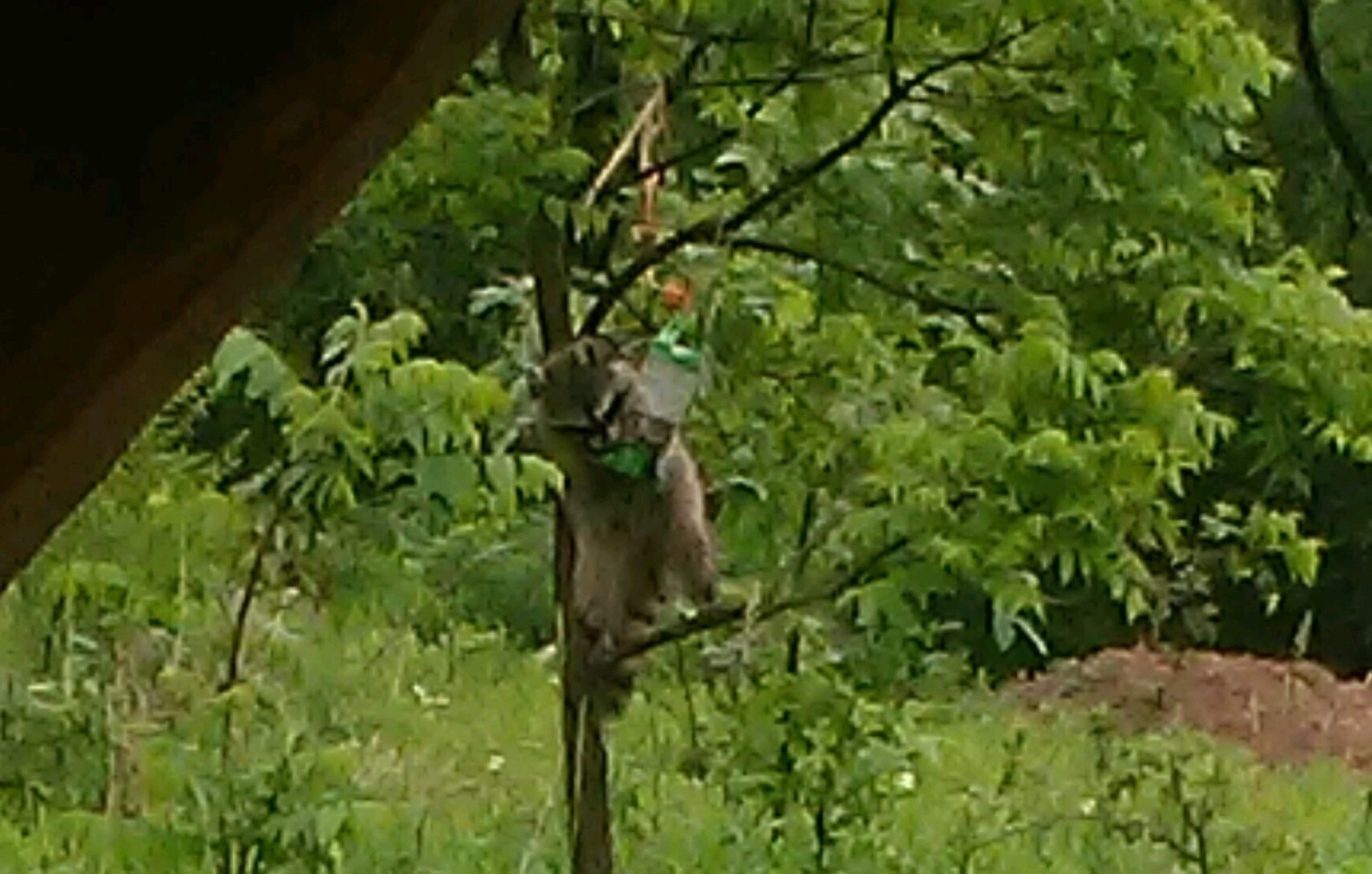 Raccoon second picture
